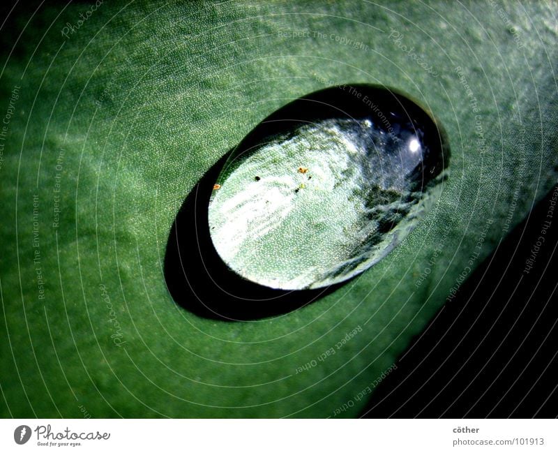 Wassertropfen Blatt Frühling Seil Water Leaf Kontrast