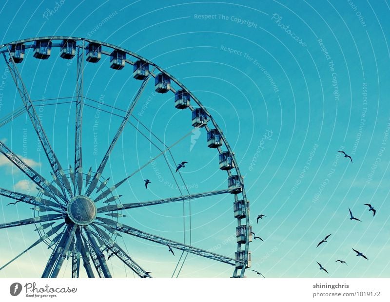 liberte Ausflug Abenteuer Freiheit Himmel Schönes Wetter Paris Vogel Tiergruppe Schwarm Riesenrad fliegen drehen Farbfoto Außenaufnahme Textfreiraum rechts