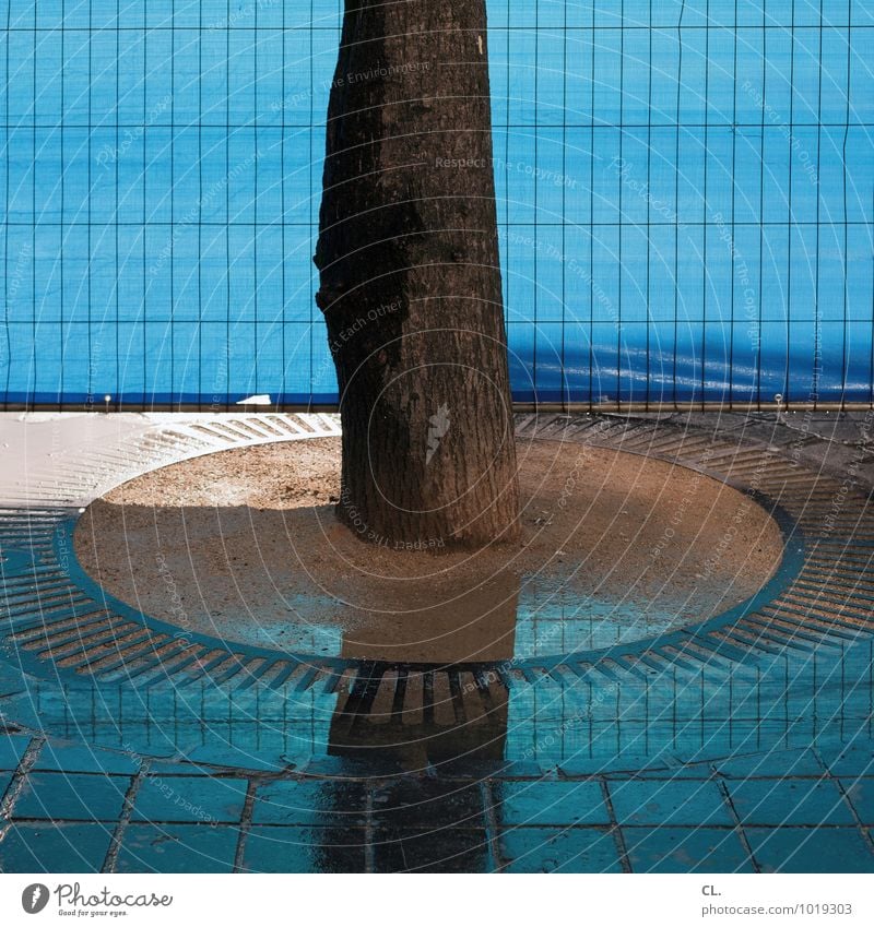 stamm Umwelt Natur Wasser Klima Wetter Regen Baum Baumstamm Zaun Bauzaun Wachstum stark blau Sicherheit Kraft Stabilität Farbfoto Außenaufnahme Menschenleer Tag