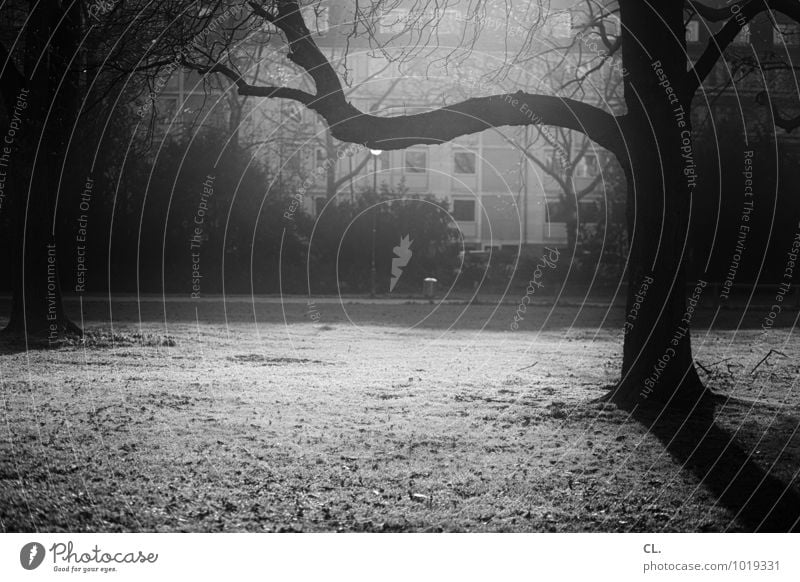 zoopark Umwelt Natur Sonnenlicht Herbst Winter Schönes Wetter Baum Ast Park Wiese Haus dunkel Schwarzweißfoto Außenaufnahme Menschenleer Textfreiraum unten Tag