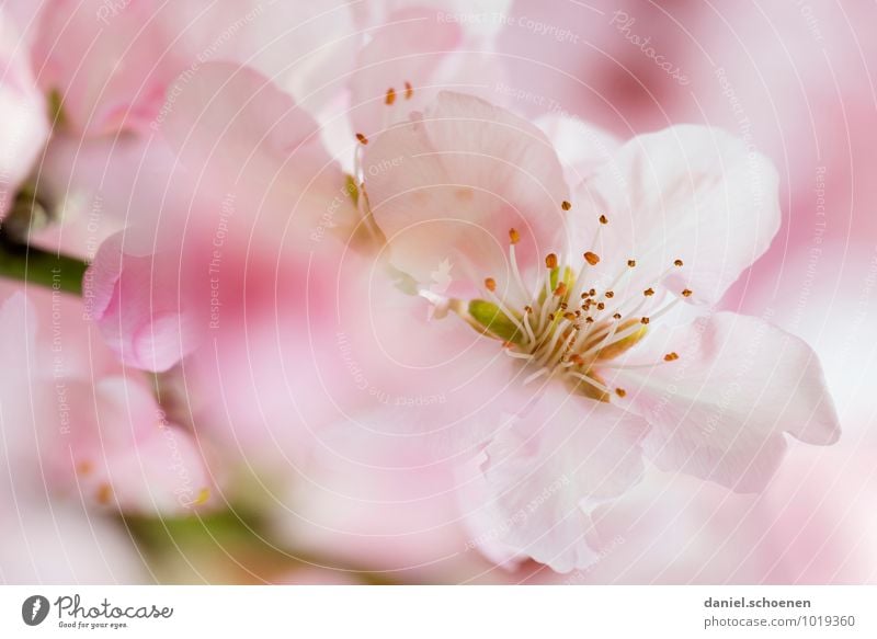 Mädchenbild schön rosa Natur Pflanze Frühling Sträucher Blüte hell weiß Farbfoto Makroaufnahme Menschenleer Textfreiraum links Textfreiraum rechts