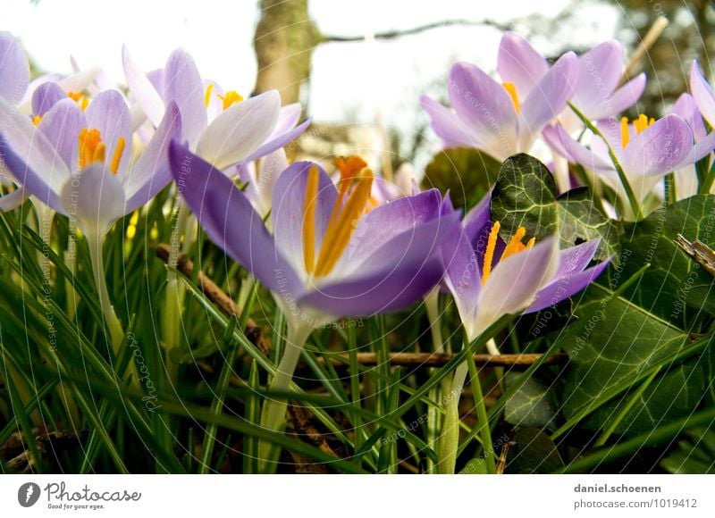 auf dem Bauch im Dreck Natur Pflanze Frühling Blume Gras Wiese grün violett weiß Farbfoto Außenaufnahme Makroaufnahme Froschperspektive Weitwinkel