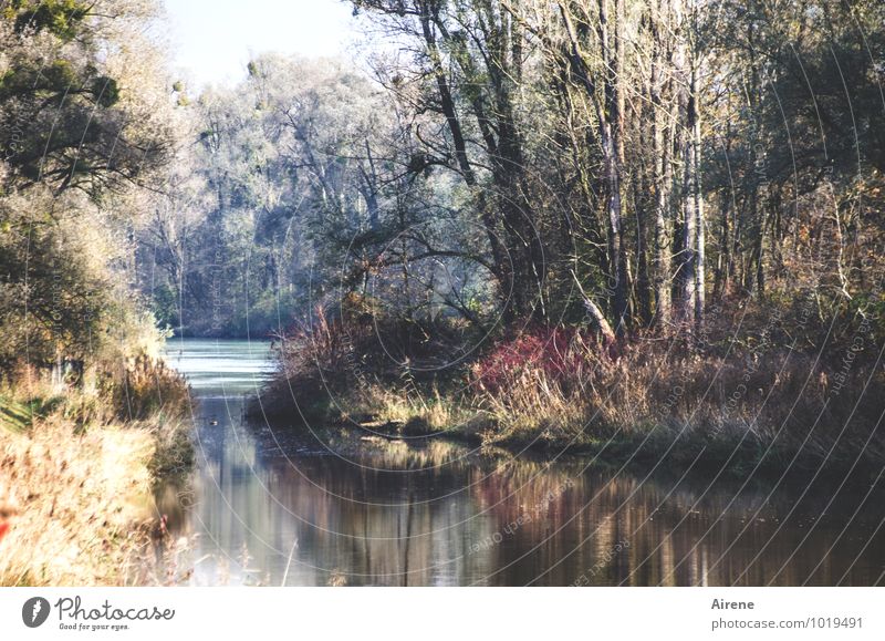 Zusammenfluss Landschaft Herbst Wald Fluss Inn Altwasser Auwald Kitsch Flusslandschaft Flußmündung Farbfoto Außenaufnahme Menschenleer Tag