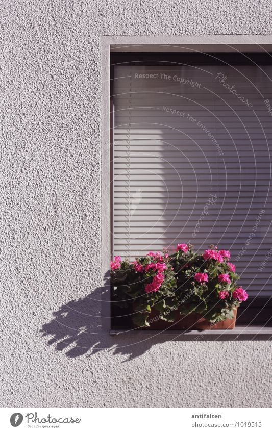 Die lieben Nachbarn Frühling Sommer Blume Blatt Blüte Topfpflanze Balkonpflanze Düsseldorf Stadt Stadtrand Haus Mauer Wand Fassade Fenster Fensterscheibe