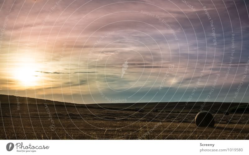 Letztes Sommerlicht Umwelt Natur Landschaft Pflanze Himmel Wolken Sonne Sonnenaufgang Sonnenuntergang Sonnenlicht Herbst Schönes Wetter Nutzpflanze Feld