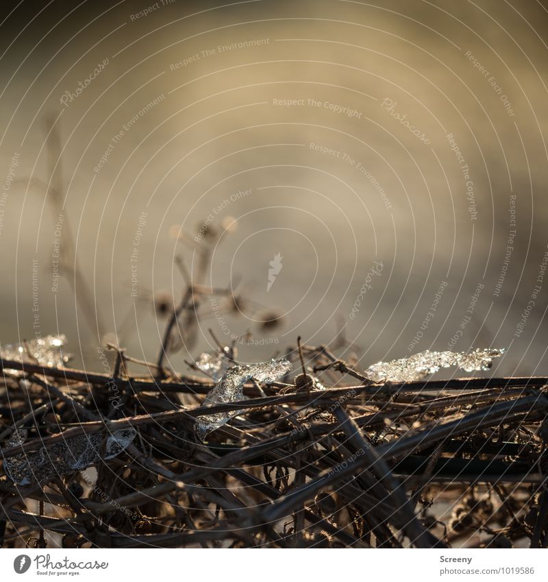 Verdorrt Umwelt Natur Landschaft Pflanze Winter Eis Frost Schnee Sträucher Feld verblüht dehydrieren kalt trist trocken braun Vergänglichkeit Hecke Farbfoto