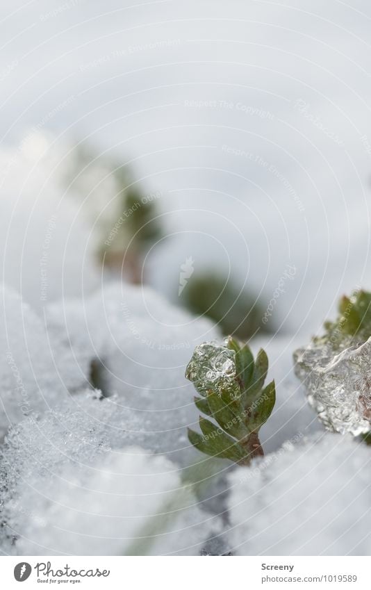 Never surrender Umwelt Natur Pflanze Winter Eis Frost Schnee Wiese kämpfen Wachstum kalt klein stark grün weiß Optimismus Erfolg Kraft Willensstärke standhaft