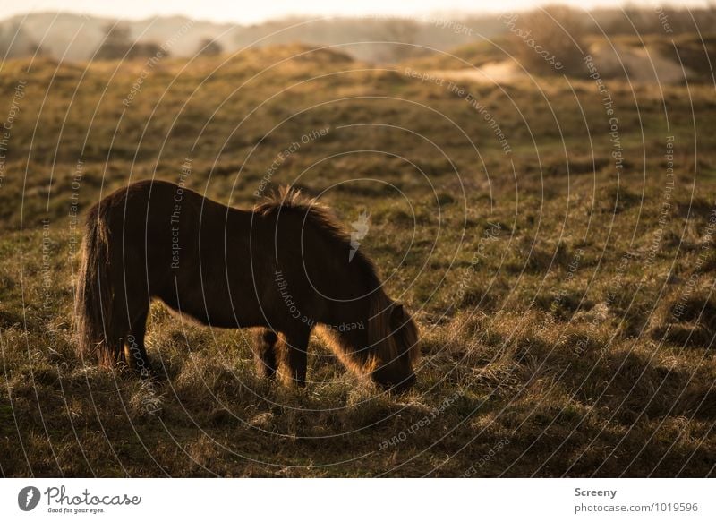 Shettland Pony #4 Natur Landschaft Pflanze Tier Sonne Sonnenaufgang Sonnenuntergang Schönes Wetter Gras Wiese Dünengras Stranddüne Pferd 1 Fressen stehen klein