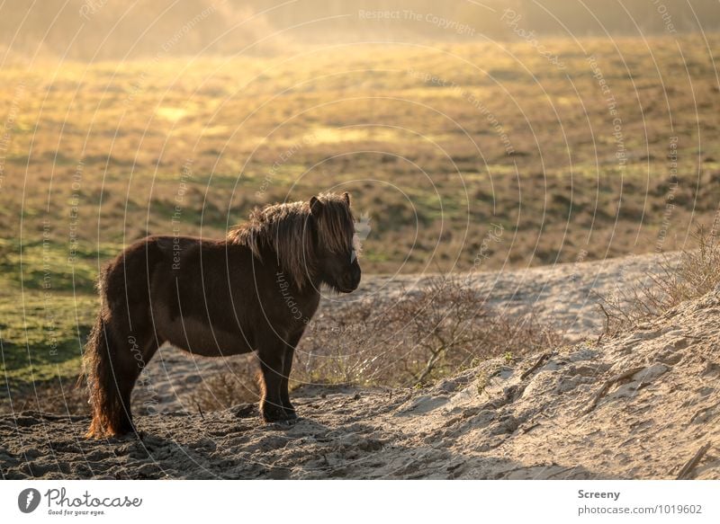 Shetland Pony #6 Natur Landschaft Pflanze Tier Sand Sonne Sonnenaufgang Sonnenuntergang Schönes Wetter Gras Wiese Dünengras Stranddüne Pferd 1 stehen klein