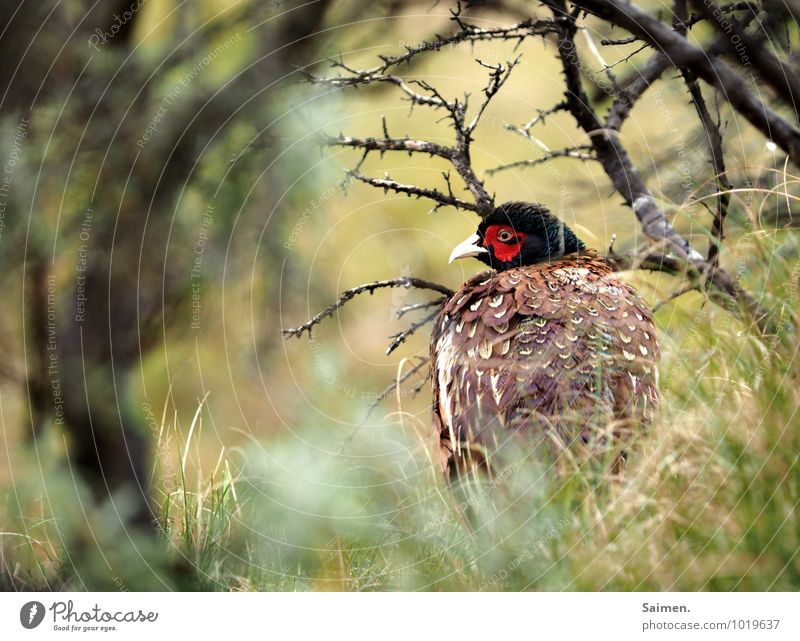 schüchtern Umwelt Natur Wiese Tier Wildtier Vogel Tiergesicht 1 Blick ästhetisch natürlich schön grün rot Stimmung Erfolg Schutz Einsamkeit Scham Angst