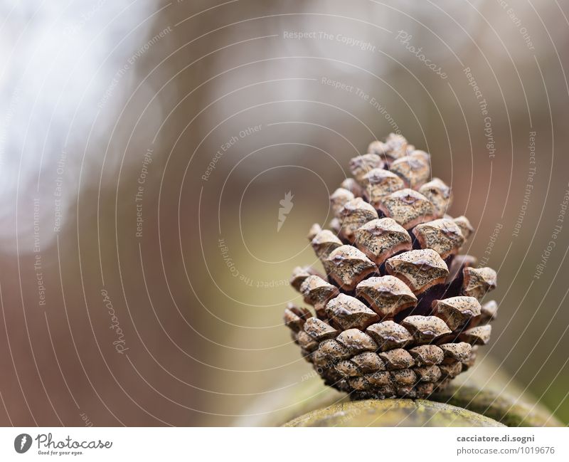 Kieferzapfen Natur Pflanze Herbst Wildpflanze Zapfen eckig einfach exotisch klein nah trist trocken braun bescheiden Senior Zufriedenheit bizarr einzigartig