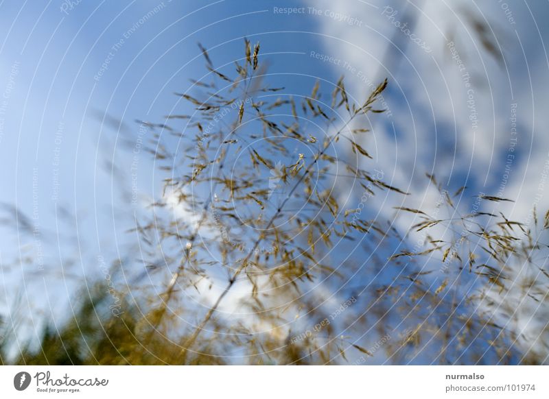 leicht wie ein Grassamen fein luftig Freude Himmel blau Samen frei im Gras liegen