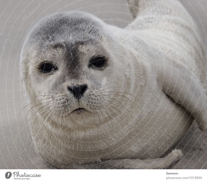 moin! Natur Tier Sand Wildtier Tiergesicht Fell Robben 1 liegen Blick Neugier niedlich weich Freiheit Gelassenheit Umwelt Meerestier Tierjunges Auge Farbfoto