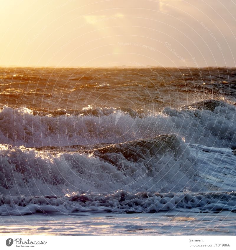 Delfin gesucht Umwelt Natur Urelemente Wasser Himmel Sonnenaufgang Sonnenuntergang Sonnenlicht Sommer Schönes Wetter Wellen Küste Nordsee Meer glänzend leuchten