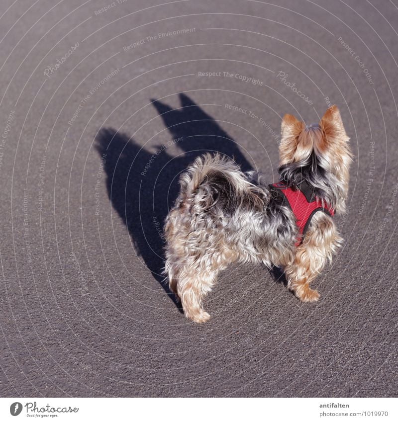 Batdog Sonnenaufgang Sonnenuntergang Sonnenlicht Herbst Winter Schönes Wetter Stadtzentrum Platz Asphalt Tier Haustier Hund Fell Pfote Rauhaardackel Dackel 1