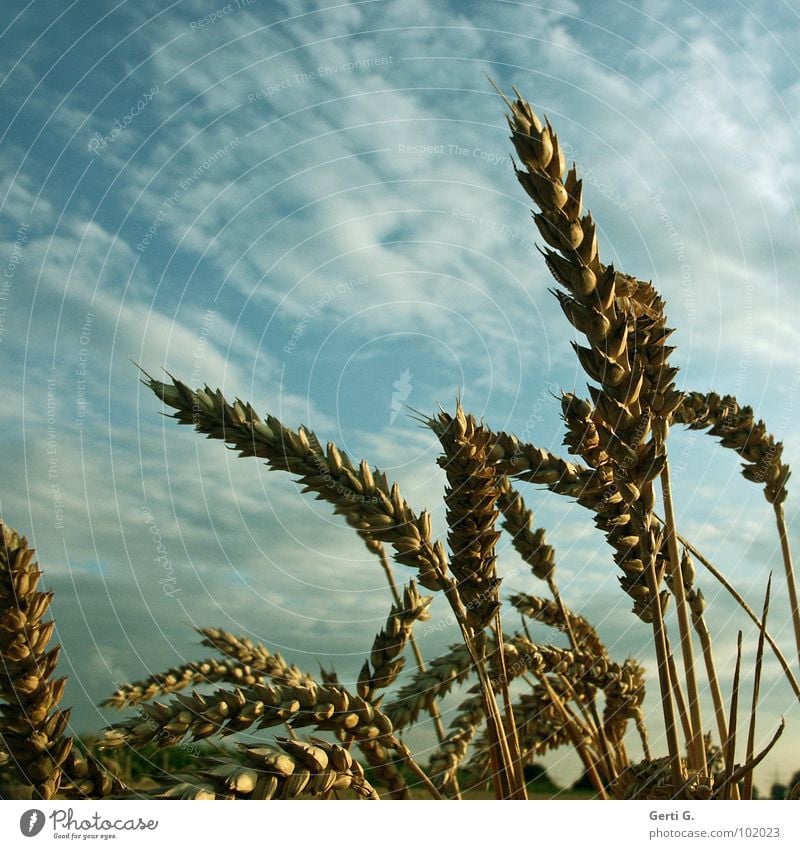 K O R N Feld Kornfeld Zerealien Körnerbrot ruhig durcheinander Ähren Landwirtschaft Ackerbau Halm Weizen frisch fruchtbar himmlisch himmelblau Wolken