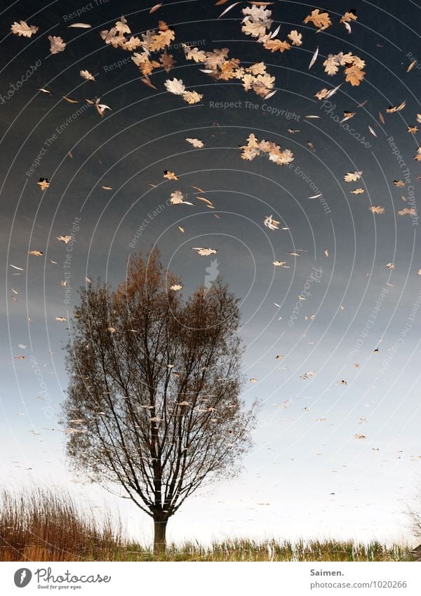 Ode an den Herbst und die Vergänglichkeit Umwelt Natur Landschaft Pflanze Wasser Himmel Baum Blatt See außergewöhnlich natürlich Idylle Stimmung