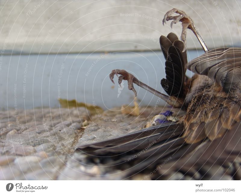 Arme Amsel Vogel Krallen Schwanz geschlossene Augen kalt Trauer Fenster Schnabel Beton Verzweiflung Feder Fuß Tod Rücken Schwanzfedern Traurigkeit Einsamkeit