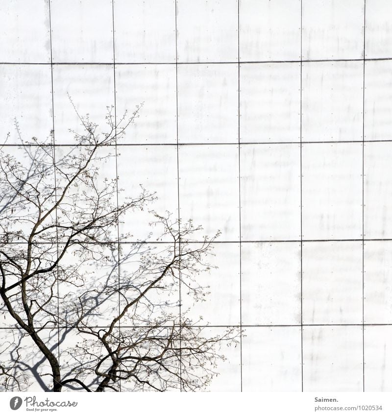 gegen jede Norm Baum Mauer Wand Fassade Ordnungsliebe Muster Strukturen & Formen Linie Ast eckig Quadrat Grenzüberschreitung Farbfoto Gedeckte Farben