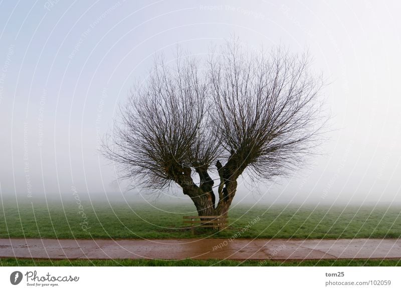 Struwwelpeter Nebel Morgen Baum Wiese grün Trennung gebrochen Tau Einsamkeit Frieden Wege & Pfade Bank Ast Himmel alt