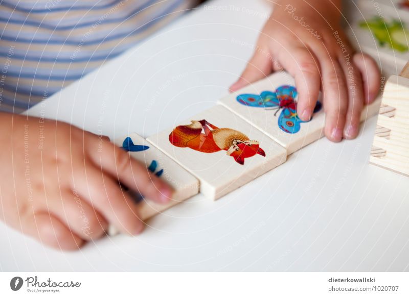 Kleine Hände Spielen Kinderspiel Bildung lernen Hand Finger 1-3 Jahre Kleinkind Fuchs Kindheit Kinderhand Memory Farbfoto Innenaufnahme