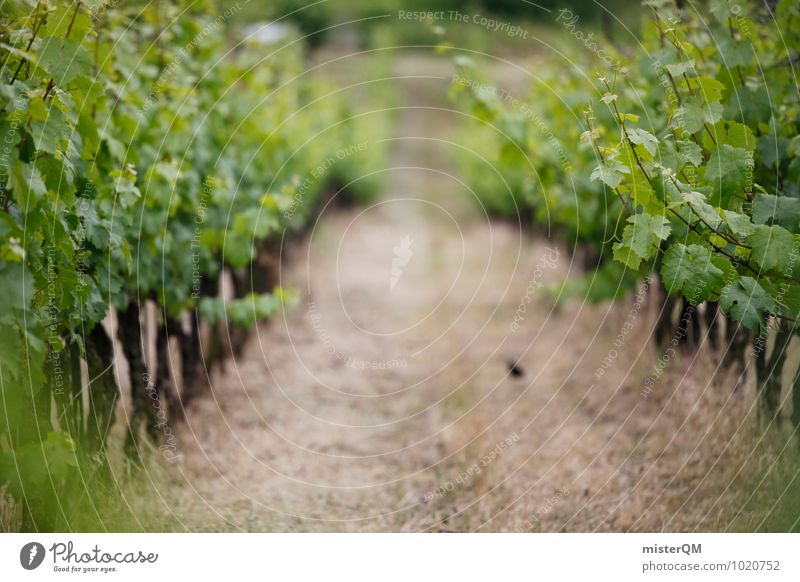 Weinhang. Landschaft Weinberg Weinbau Weinlese Weingut Wege & Pfade grün Farbfoto Gedeckte Farben Außenaufnahme Tag Schwache Tiefenschärfe Zentralperspektive