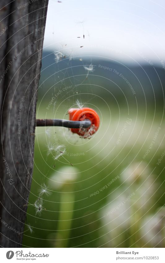 Veralteter isolator umwebt mit Spinnennetz Umwelt Natur Landschaft Pflanze Frühling Sommer Wiese Holz authentisch positiv weich grün rot Stimmung Erholung