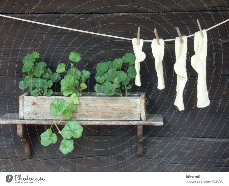 die gute alte zeit Holzhaus Holzwand Pflanze Blume Brise Wäscheleine fadenförmig Wolle Physik weich kuschlig Strümpfe braun grün weiß Regal Pause Schrebergarten