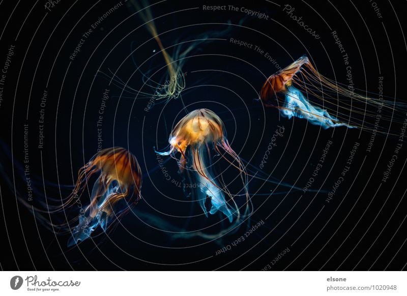 Tiefseetaucher Natur Wasser Meer Tier Qualle Aquarium 3 Tiergruppe Schwarm Bewegung Schwimmen & Baden ästhetisch schleimig gefährlich Gift Chrysaora Nesseltiere