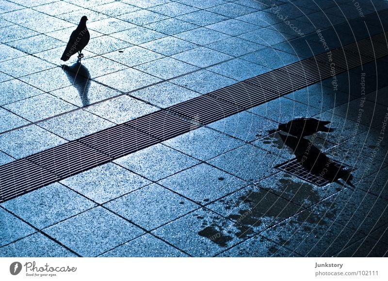 Ost und West bei Nacht Taube Vogel Mondschein dunkel Licht Grenze Gegner schwarz Pfütze Beton kalt Mitternacht glänzend Feindschaft Bahnhof obskur Schatten