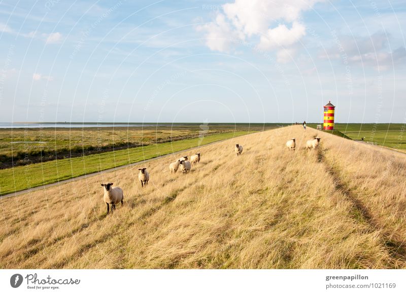 Mähfritzen vor Leuchtfeuer - Pilsumer Leuchtturm Ferien & Urlaub & Reisen Sommerurlaub Strand Meer Ostern Hochzeit Landschaft Nordsee Deich Küste Krummhörn