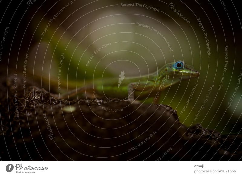 Echse Tier Wildtier Zoo Echsen 1 Tierjunges dunkel grün Farbfoto Makroaufnahme Menschenleer Dämmerung Low Key Schwache Tiefenschärfe