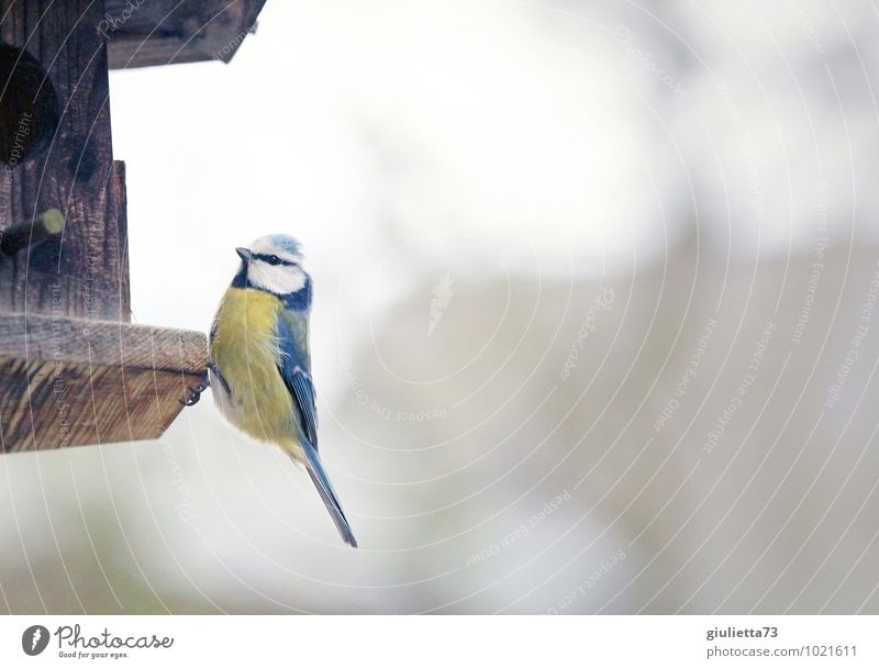 Blaumeise Tier Wildtier Vogel Singvögel 1 Futterhäuschen Futterplatz Holz beobachten Fressen füttern sitzen ästhetisch kalt natürlich Neugier blau braun gelb