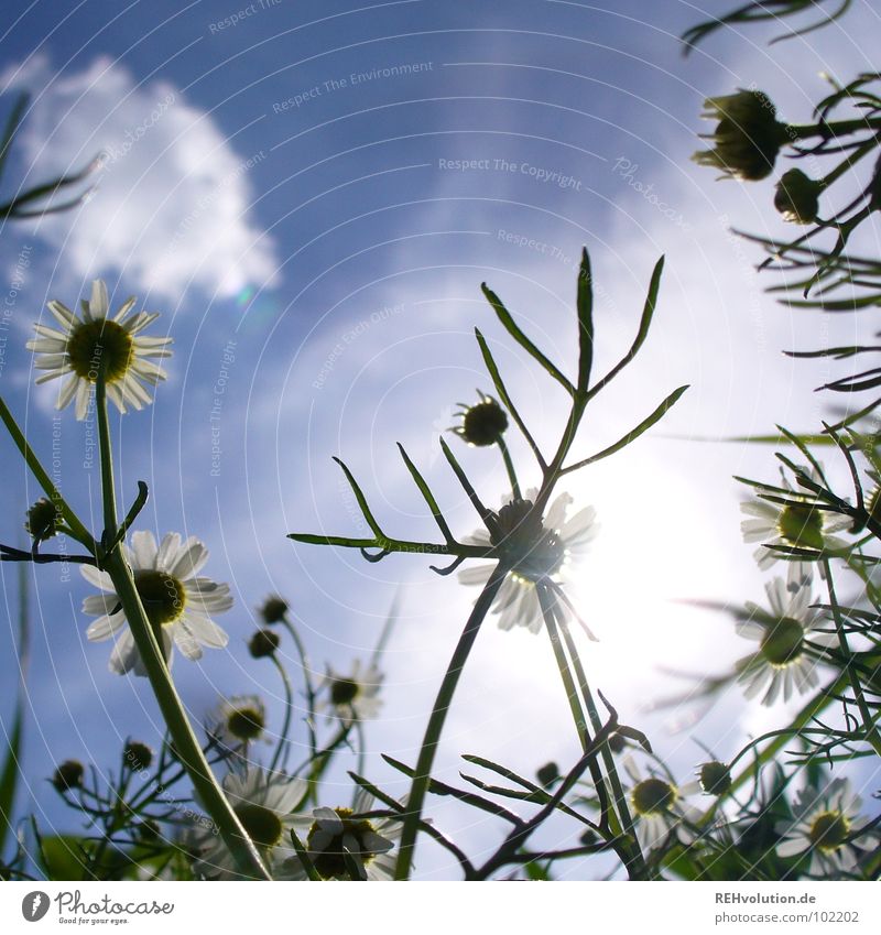 Kamilla-Kamille mit Geweih Heilpflanzen Kräutertee Gesundheit Pflanze Wachstum Feld grün Blüte Reaktionen u. Effekte Gegenlicht blenden Sommer Sommertag Wolken