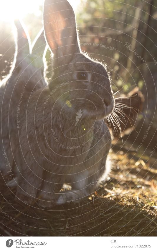 Langohr Haustier Fell Hase & Kaninchen 1 Tier natürlich Neugier niedlich weich Hasenohren Freilandhaltung Osterhase Farbfoto Außenaufnahme Textfreiraum unten