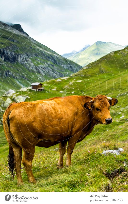 Hier kommst du nicht lang Ferien & Urlaub & Reisen Tourismus Ausflug Abenteuer Ferne Freiheit Berge u. Gebirge Umwelt Natur Landschaft Pflanze Tier Urelemente