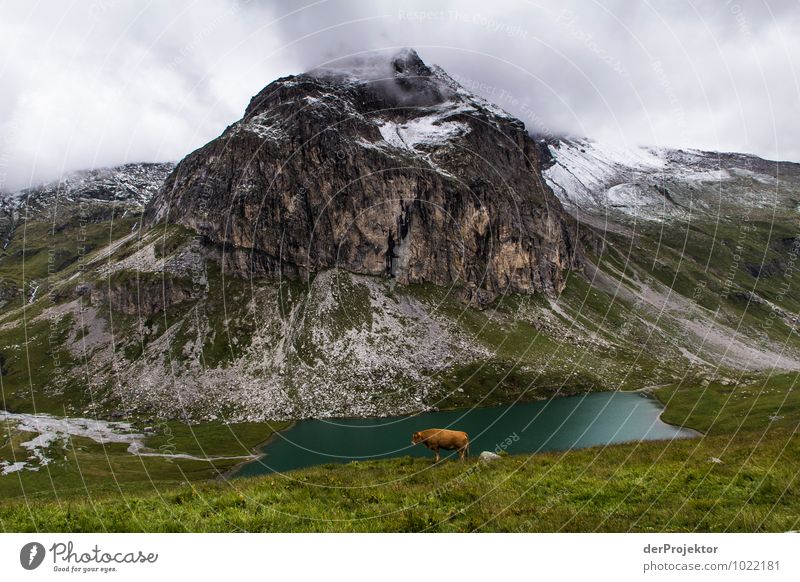 Da steht eine Kuh vorm Berg Freizeit & Hobby Ferien & Urlaub & Reisen Tourismus Abenteuer Ferne Freiheit Berge u. Gebirge Umwelt Natur Landschaft Pflanze Tier