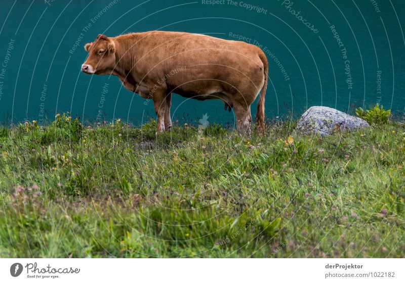 Portrait: Alpenkuh Ferien & Urlaub & Reisen Tourismus Ausflug Berge u. Gebirge Umwelt Natur Landschaft Pflanze Tier Urelemente schlechtes Wetter Wiese Feld