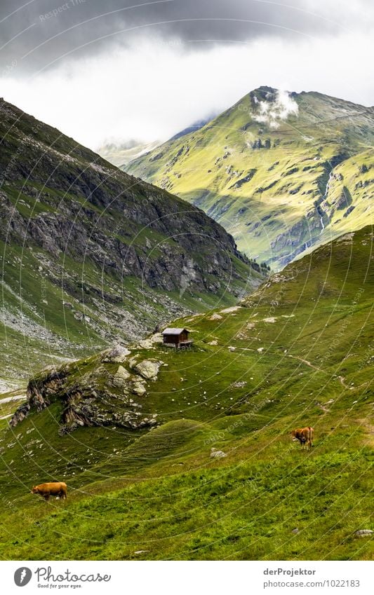 Idylle vor dem Unwetter Ferien & Urlaub & Reisen Tourismus Ausflug Abenteuer Ferne Freiheit Expedition Berge u. Gebirge Umwelt Natur Landschaft Pflanze Tier