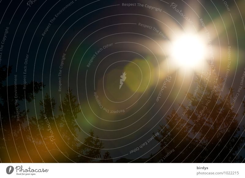 BeSonnenheit Himmel Nachthimmel Vollmond Tanne leuchten ästhetisch außergewöhnlich dunkel hell Kraft Hoffnung träumen Wandel & Veränderung Unschärfe Licht