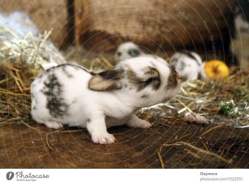 Häschen 2 Tier Haustier Hase & Kaninchen 1 Tiergruppe Tierjunges Tierfamilie krabbeln kuschlig neu weich braun schwarz weiß Frühlingsgefühle Farbfoto