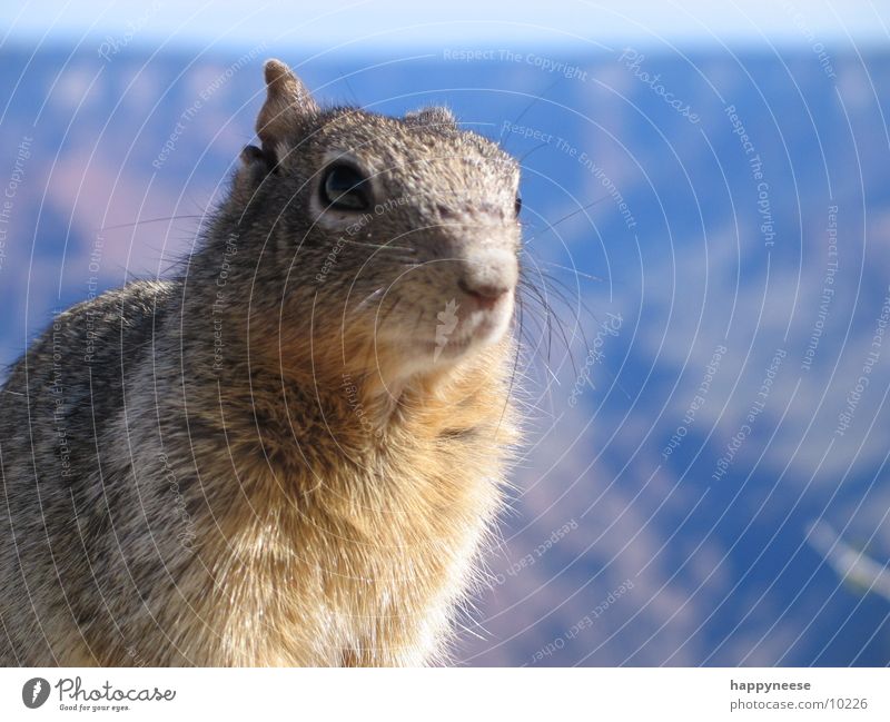 squirrel im canyon Eichhörnchen Grand Canyon Fell Geruch Verkehr USA Blick Auge