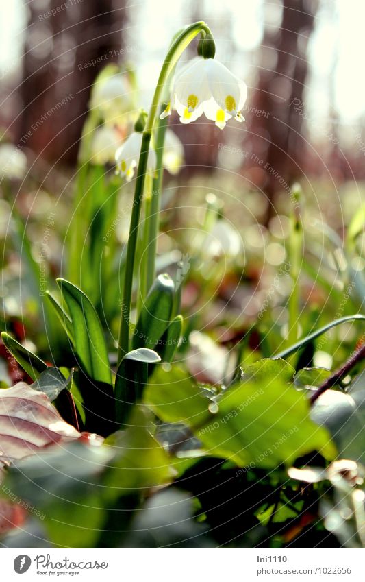 Märzenbecher Umwelt Natur Pflanze Erde Sonne Sonnenlicht Frühling Schönes Wetter Blume Blatt Blüte Wildpflanze Wald außergewöhnlich glänzend natürlich schön