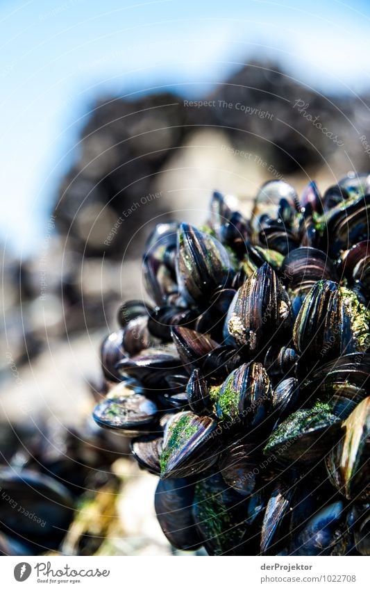 Gruppenzwang am Stein Umwelt Natur Tier Urelemente Wasser Frühling Schönes Wetter Hügel Felsen Wellen Küste Nordsee Insel Wildtier Totes Tier Muschel Tiergruppe