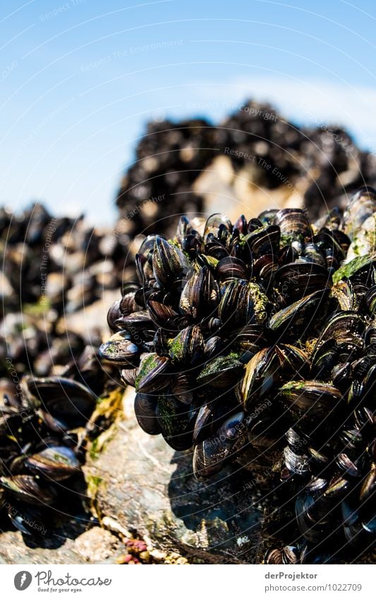 Der Muschelberg ruft Umwelt Natur Landschaft Pflanze Tier Frühling Schönes Wetter Felsen Küste Seeufer Strand Bucht Schwarm sportlich authentisch