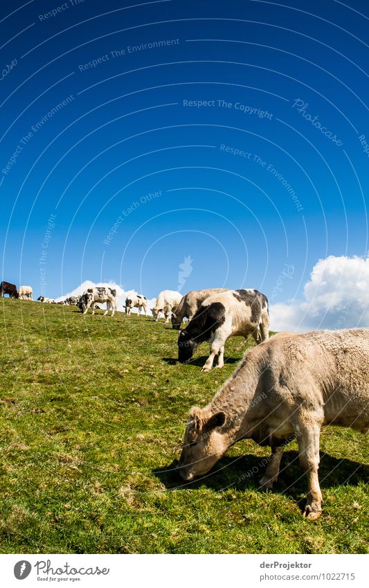 Entspannende Kühe beim Grasen Umwelt Natur Landschaft Pflanze Tier Urelemente Frühling Schönes Wetter Wiese Feld Hügel Insel Nutztier Kuh Herde Gefühle