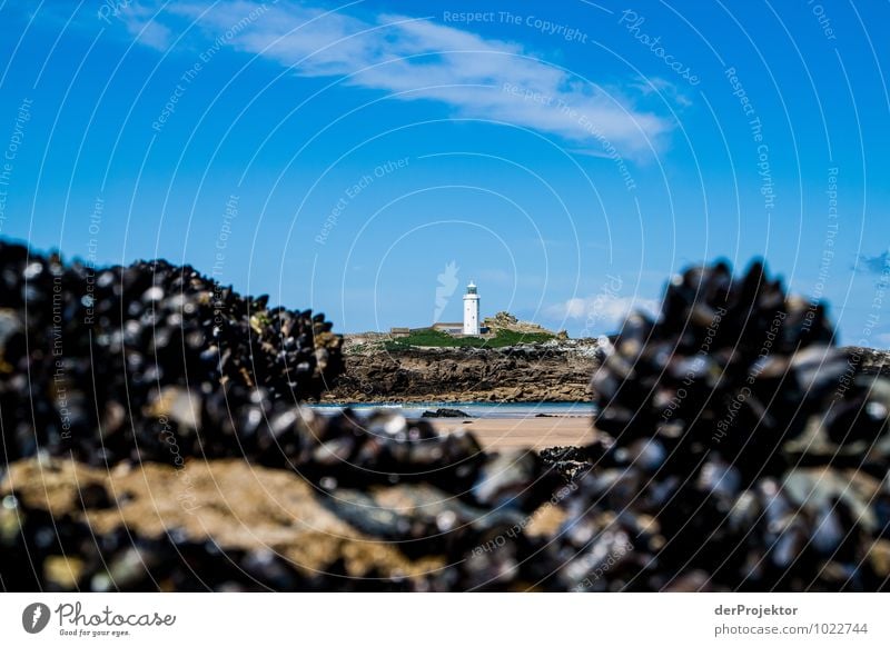 Leuchtturm mit Muscheln Ausflug Ferne Umwelt Natur Landschaft Pflanze Frühling Schönes Wetter Hügel Wellen Küste Strand Bucht Nordsee Insel Sehenswürdigkeit