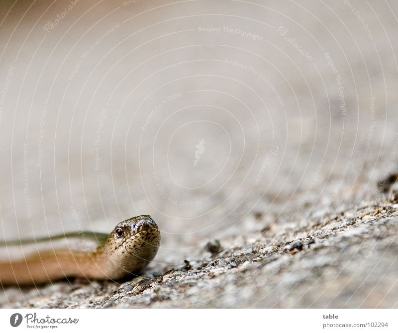 bitte helfen sie mir über die straße . . . Blindschleiche Echsen Reptil Tier Biotop Umweltschutz Lebewesen Asphalt Froschperspektive Sommer Blick Natur gefärdet