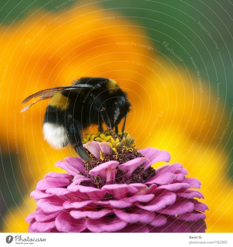 bumblebee Hummel Biene Imker gelb rosa weiß schwarz gestreift Tagetes Schneckenabwehr Nektarpflanze Staubfäden groß Kraft Tier Insekt Schiffsbug Blütenblatt