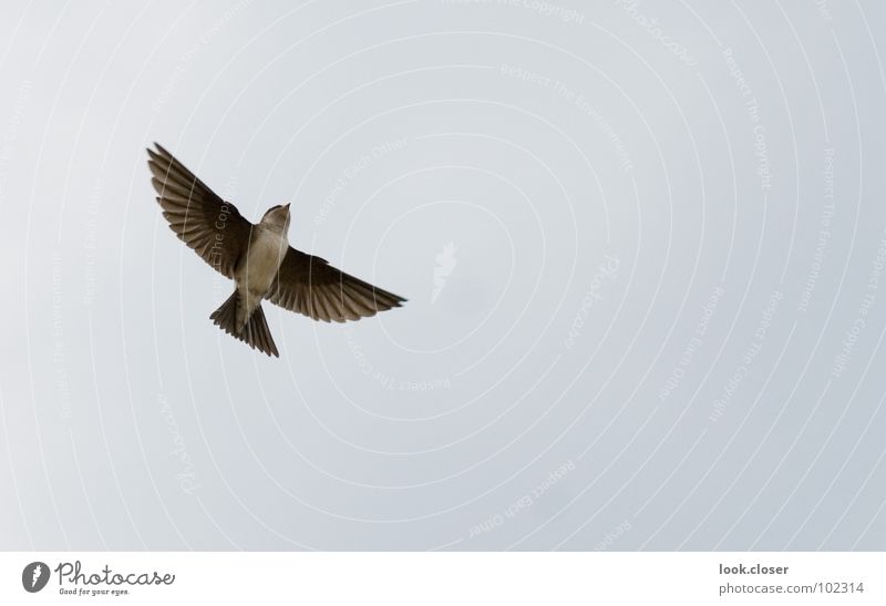 Futter gibts Schwalben Treffer Nest Mehlschwalben füttern weiß schwarz braun Federvieh Vogel Dachgiebel Himmel Vogelkolonie Zufalll Glück Freiheit